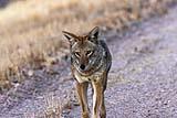 Coyote BdA Dec 2022